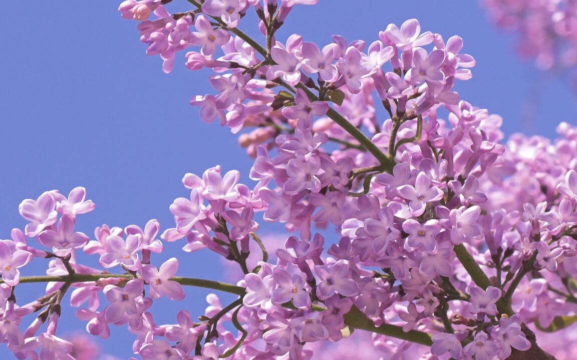 lilac chun potency a mhéadú